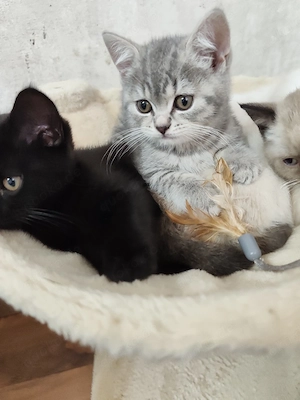 BKH kitten Abgabebereit 