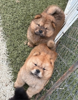 chow chow welpen bald auszugsbereit 