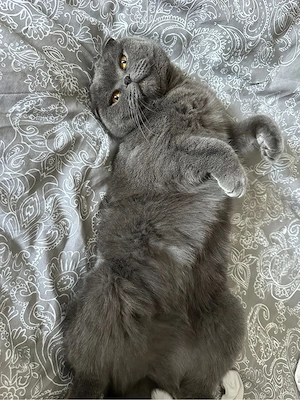 Britisch Kurzhaar Katze  Sophia  sucht ein liebevolles Zuhause