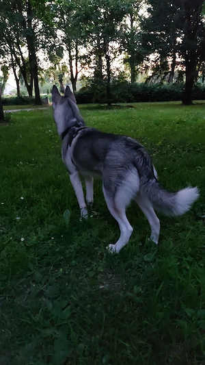 Husky-Hündin, geb. 12.09.2025, mit viel Zubehör
