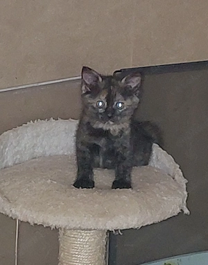 Halbperser Katzenbaby