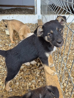 Bezauberde Gerti möchte von dir das Hunde ABC lernen