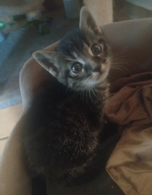 kitten suchen schönes Zuhause 