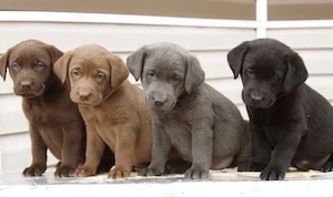 Labrador Retriever Welpen