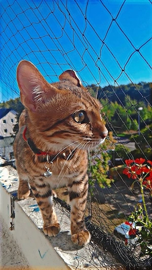 Bengal, Katze