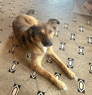 Verschmuste Luna (1,5 Jahre,45 cm, 11 kg)sucht liebevolle Familie 