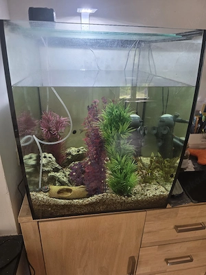 Aquarium mit Besatz