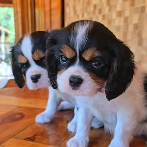 Cavalier King Charles Spaniel Welpen mit Papieren