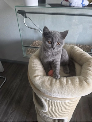 bkh kitten