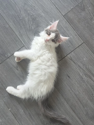 Süße Maine Coon Kitten 