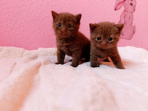 Reinrassige BKH BLH Bärchen in den seltenen Farben Cinnamon und Fawn Point 