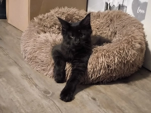 Maine Coons Kater sucht ein neues Zuhause 