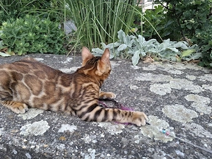 Wunderschöne Kitten suchen ein liebevolles Zuhause Bild 5
