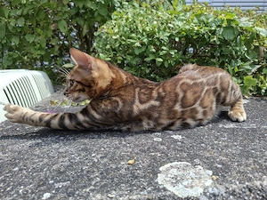 Wunderschöne Kitten suchen ein liebevolles Zuhause Bild 4