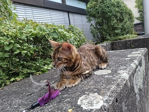 Wunderschöne Kitten suchen ein liebevolles Zuhause Bild 6