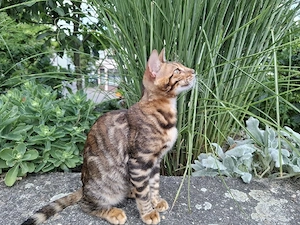 Wunderschöne Kitten suchen ein liebevolles Zuhause Bild 7