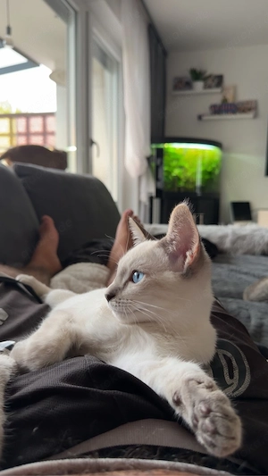 Kitten 4 monate alt 