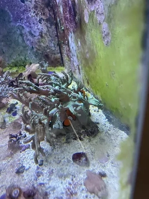 Meerwasser 3x Anemonenfische Nemo