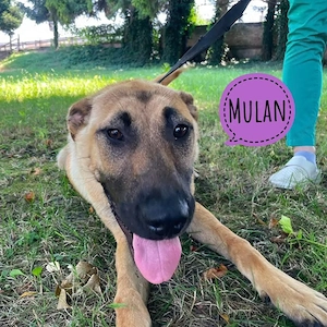  Mulan, junge und bildhübsche Mischlingshündin, Belgischer Schäferhund