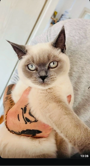 BKH Katze reinrassig