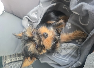 Yorkshire terrier 