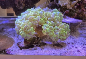 Meerwasser Aquarium Korallen LPS Blasenkoralle