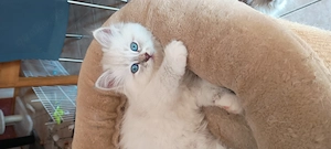 Neva Masquarade Kitten 