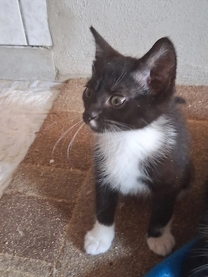 Katzenbabys zuverkaufen