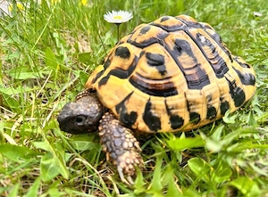 Grichische Landschildkröte männlich 11 jahre 