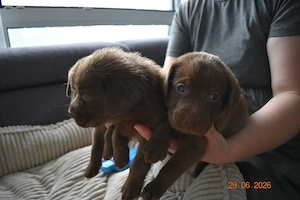 Labrador Welpen