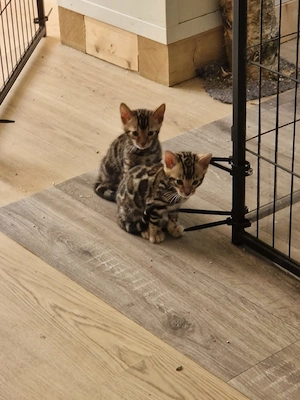 Wunderschöne Bengal-Kater suchen 5* Zuhause 