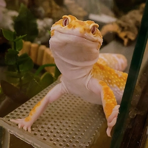 Männlicher Tremper-Tangerine-Leopardgecko + hochwertige Einrichtung und sämtliches Zubehör