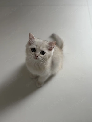 BKH Kitten Junge   liebevoll aufgezogen, sucht ein neues Zuhause  Bild 6