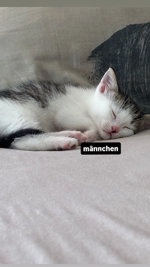 Mischlings kitten 