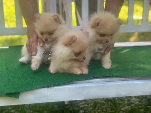 3 Wunderschöne Reinrassige Pomeranian Welpen sind Auszugsbereit!