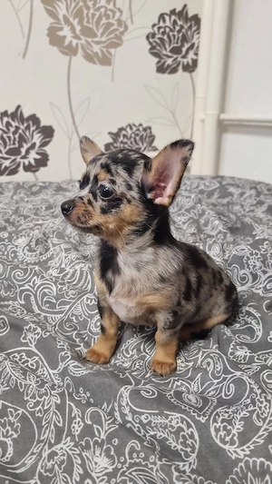 Chihuahua Mix Mädchen abzugeben!