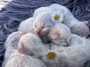 Heilige Birma Kitten mit STAMMBAUM