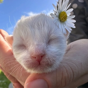Heilige Birma Kitten mit STAMMBAUM
