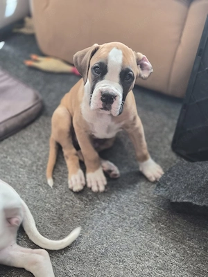 Boxerwelpen zu verkaufen