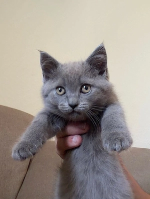 BHK Kitten Kater sucht ein Liebevolles Zuhause