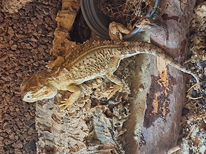 Zwergbartagame Weibchen 