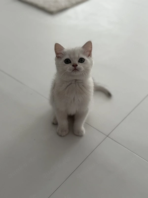 BKH Kitten Junge   liebevoll aufgezogen, sucht ein neues Zuhause  Bild 4