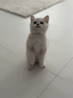BKH Kitten Junge   liebevoll aufgezogen, sucht ein neues Zuhause  Bild 5