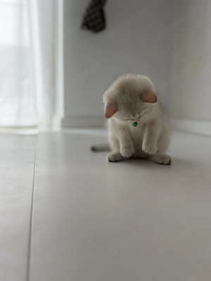 BKH Kitten Junge   liebevoll aufgezogen, sucht ein neues Zuhause  Bild 9