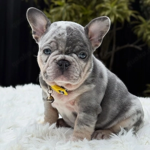 8 Wochen alte Französische Bulldoggen    Gesund, sozialisiert und im Familienkreis aufgewachsen   