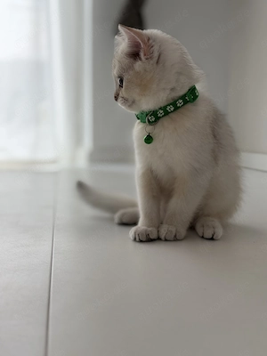 BKH Kitten Junge   liebevoll aufgezogen, sucht ein neues Zuhause  Bild 8