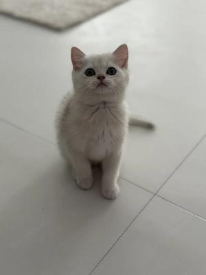 BKH Kitten Junge   liebevoll aufgezogen, sucht ein neues Zuhause 
