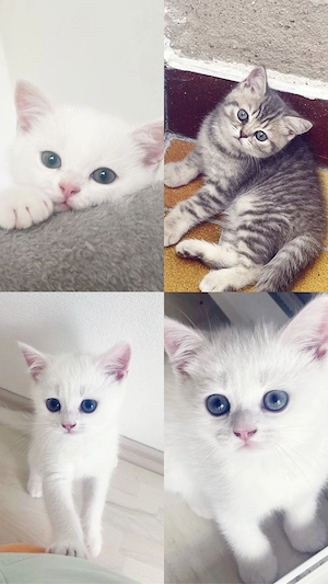 4 Wunderschöne BKH Kitten suchen ab Anfang Juli ein liebevolles Zuhause 