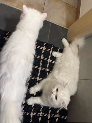 serbisch Katze 