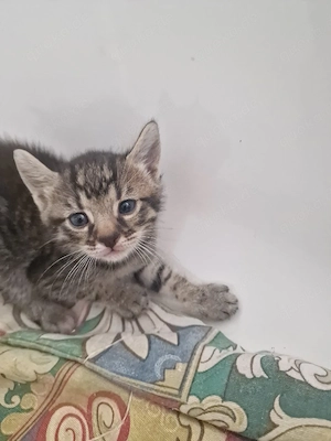 2 Süße Kitten Jungs 